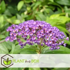 Sommerfuglebusk - Sæt 3 - Buddleja davidii 'Nanho Blue' - Højde 25-40cm - ⌀9cm