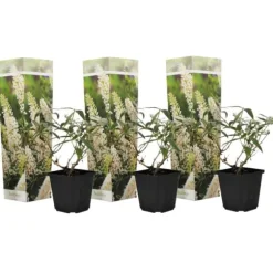 Sommerfuglebusk - Sæt med 3 - Buddleja 'White Profusion' - Højde 25-40cm - ⌀9cm