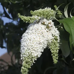 Sommerfuglebusk - Sæt med 3 - Buddleja 'White Profusion' - Højde 25-40cm - ⌀9cm
