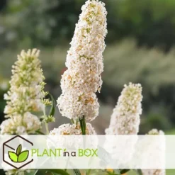 Sommerfuglebusk - Sæt med 3 - Buddleja 'White Profusion' - Højde 25-40cm - ⌀9cm