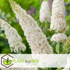 Sommerfuglebusk - Sæt med 3 - Buddleja 'White Profusion' - Højde 25-40cm - ⌀9cm