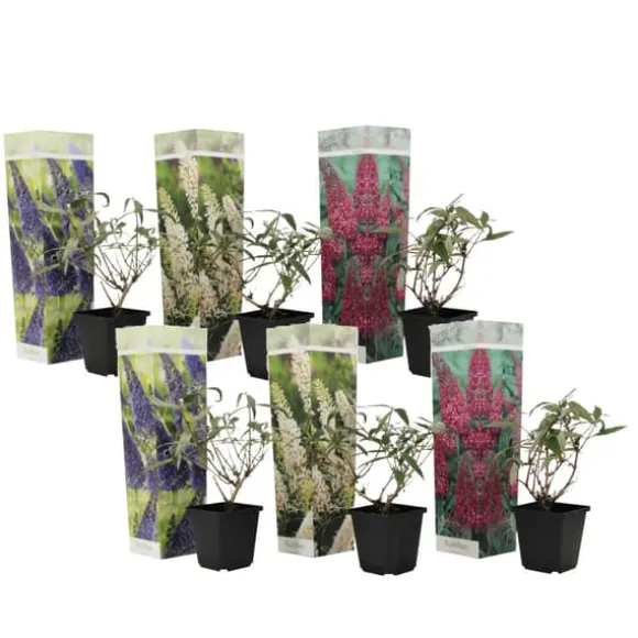 Sommerfuglebusk - Sæt med 6 - Buddleja davidii - Højde 25-40cm - ⌀9cm