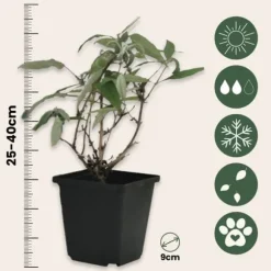 Sommerfuglebusk - Sæt med 6 - Buddleja davidii - Højde 25-40cm - ⌀9cm