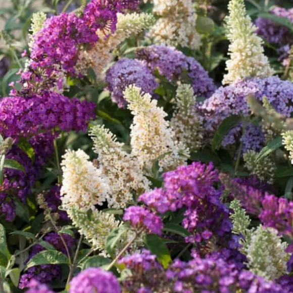 Sommerfuglebusk - Sæt med 6 - Buddleja davidii - Højde 25-40cm - ⌀9cm