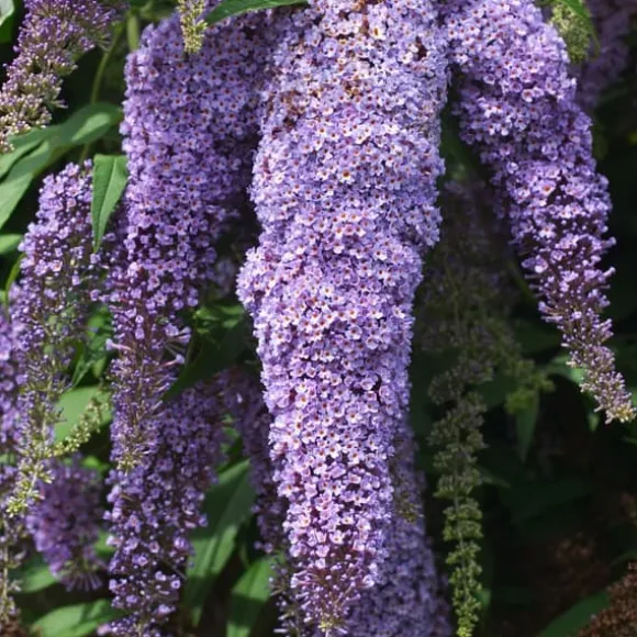 Sommerfuglebusk - Sæt med 6 - Buddleja davidii - Højde 25-40cm - ⌀9cm