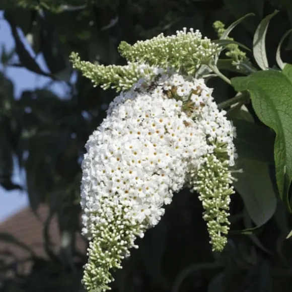 Sommerfuglebusk - Sæt med 6 - Buddleja davidii - Højde 25-40cm - ⌀9cm