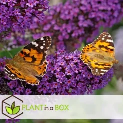 Sommerfuglebusk - Sæt med 6 - Buddleja davidii - Højde 25-40cm - ⌀9cm