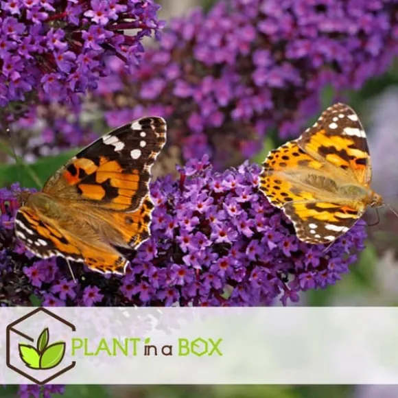 Sommerfuglebusk - Sæt med 6 - Buddleja davidii - Højde 25-40cm - ⌀9cm