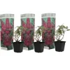 Sommerfuglebusk - Sæt med 3 - Buddleja 'Pink Delight' - Højde 25-40cm - ⌀9cm