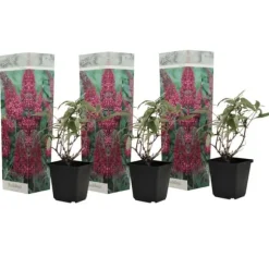 Sommerfuglebusk - Sæt med 3 - Buddleja 'Pink Delight' - Højde 25-40cm - ⌀9cm