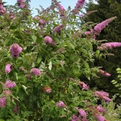 Sommerfuglebusk - Sæt med 3 - Buddleja 'Pink Delight' - Højde 25-40cm - ⌀9cm