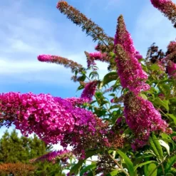 Sommerfuglebusk - Sæt med 3 - Buddleja 'Pink Delight' - Højde 25-40cm - ⌀9cm