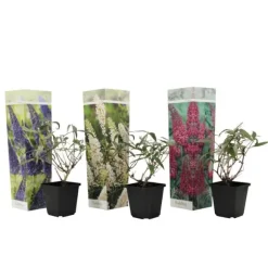 Sommerfuglebusk - Sæt med 3 - Buddleja davidii - Højde 25-40cm - ⌀9cm