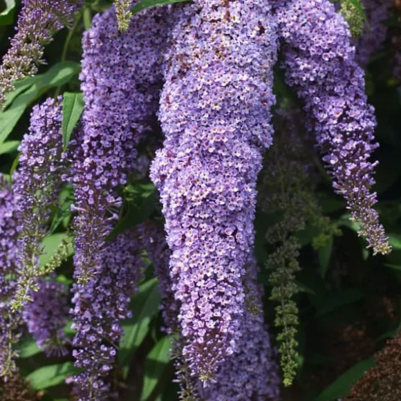 Sommerfuglebusk - Sæt med 3 - Buddleja davidii - Højde 25-40cm - ⌀9cm