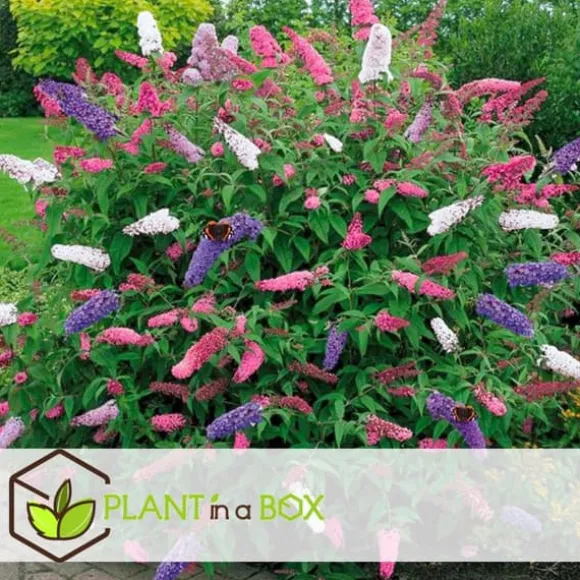 Sommerfuglebusk - Sæt med 3 - Buddleja davidii - Højde 25-40cm - ⌀9cm