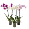 Sommerfugleorkidé - Mix af 3 - Phalaenopsis - Højde 50-60cm - ⌀12cm