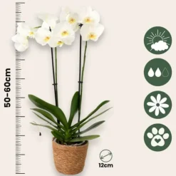 Sommerfugleorkidé - Mix af 3 - Phalaenopsis - Højde 50-60cm - ⌀12cm