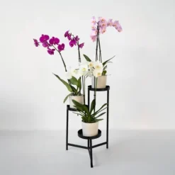 Sommerfugleorkidé - Mix af 3 - Phalaenopsis - Højde 50-60cm - ⌀12cm