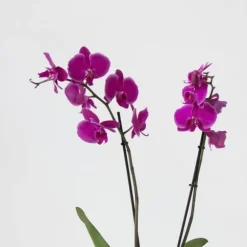 Sommerfugleorkidé - Mix af 3 - Phalaenopsis - Højde 50-60cm - ⌀12cm