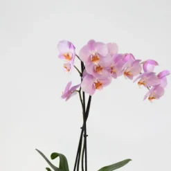 Sommerfugleorkidé - Mix af 3 - Phalaenopsis - Højde 50-60cm - ⌀12cm