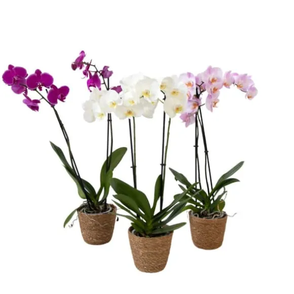 Sommerfugleorkidé - Mix af 3 - Phalaenopsis i deco kurv - Højde 50-60cm - ⌀12cm