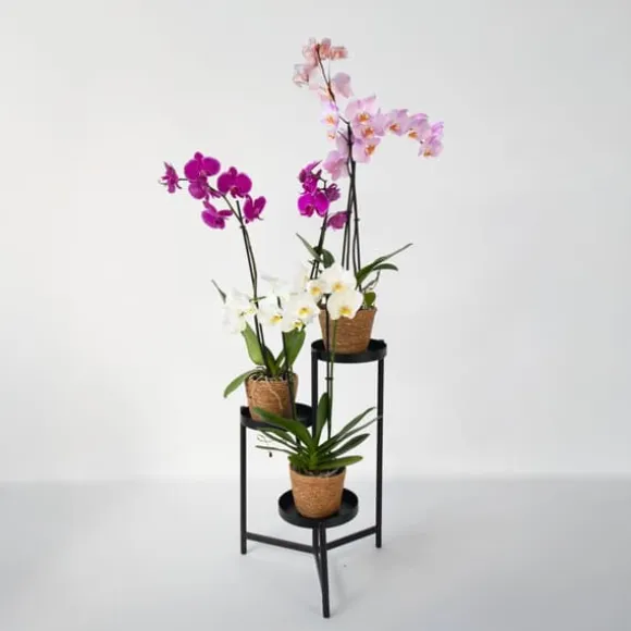 Sommerfugleorkidé - Mix af 3 - Phalaenopsis i deco kurv - Højde 50-60cm - ⌀12cm