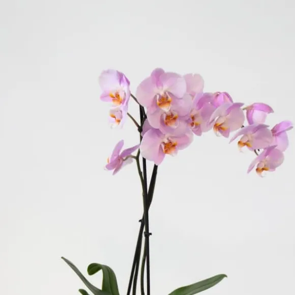 Sommerfugleorkidé - Mix af 3 - Phalaenopsis i deco kurv - Højde 50-60cm - ⌀12cm