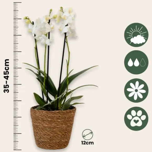 Sommerfugleorkidé - Phalaenopsis Multiflora med kurv - Højde 35-45cm - ⌀12cm