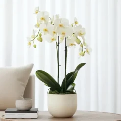 Sommerfugleorkidé - Phalaenopsis Multiflora med kurv - Højde 35-45cm - ⌀12cm