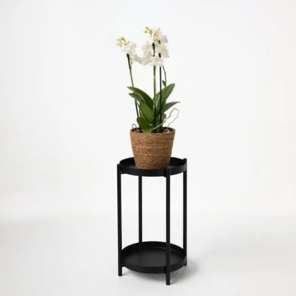 Sommerfugleorkidé - Phalaenopsis Multiflora med kurv - Højde 35-45cm - ⌀12cm