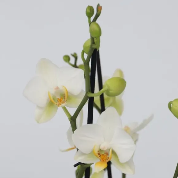 Sommerfugleorkidé - Phalaenopsis Multiflora med kurv - Højde 35-45cm - ⌀12cm