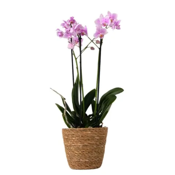 Sommerfugleorkidé - Phalaenopsis Multiflora med kurv - Højde 35-45cm - ⌀12cm