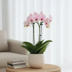 Sommerfugleorkidé - Phalaenopsis Multiflora med kurv - Højde 35-45cm - ⌀12cm
