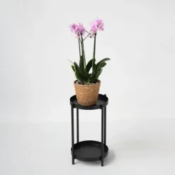 Sommerfugleorkidé - Phalaenopsis Multiflora med kurv - Højde 35-45cm - ⌀12cm