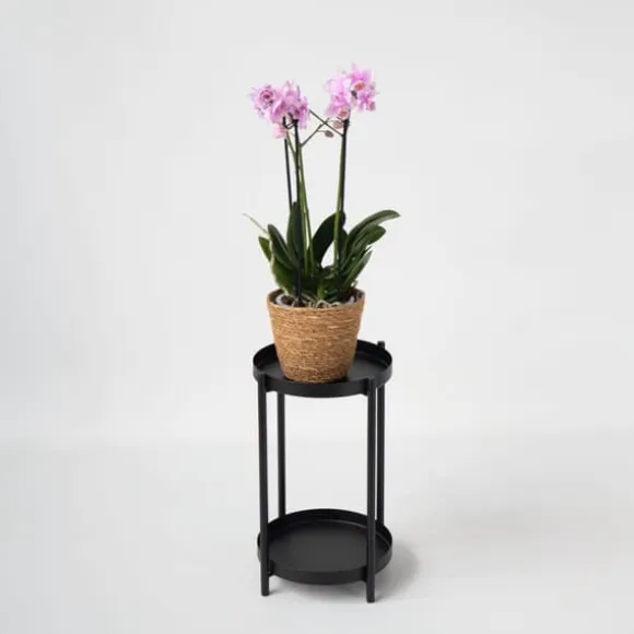 Sommerfugleorkidé - Phalaenopsis Multiflora med kurv - Højde 35-45cm - ⌀12cm