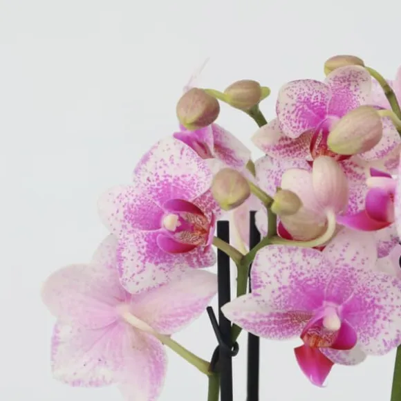 Sommerfugleorkidé - Phalaenopsis Multiflora med kurv - Højde 35-45cm - ⌀12cm