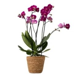 Sommerfugleorkidé - Phalaenopsis Multiflora med kurv - Højde 35-45cm - ⌀12cm