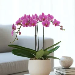 Sommerfugleorkidé - Phalaenopsis Multiflora med kurv - Højde 35-45cm - ⌀12cm