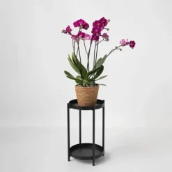 Sommerfugleorkidé - Phalaenopsis Multiflora med kurv - Højde 35-45cm - ⌀12cm