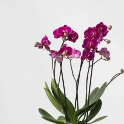 Sommerfugleorkidé - Phalaenopsis Multiflora med kurv - Højde 35-45cm - ⌀12cm