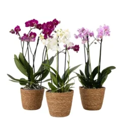 Sommerfugleorkidé - x3 - Phalaenopsis Multiflora i kurv - Højde 35-45cm - ⌀12cm
