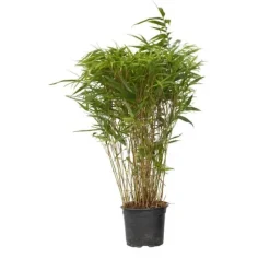 Sort bambus - Fargesia nitida 'Gansu' - Højde 50-70cm - Potte 17cm