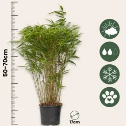 Sort bambus - Fargesia nitida 'Gansu' - Højde 50-70cm - Potte 17cm