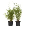 Sort bambus - Sæt med 6 - Fargesia nitida 'Red Dragon' - Højde 60-80cm - ⌀17cm