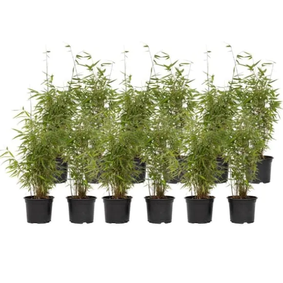Sort bambus - Sæt med 12 - Fargesia nitida 'Red Dragon' - Højde 60-80cm - ⌀17cm