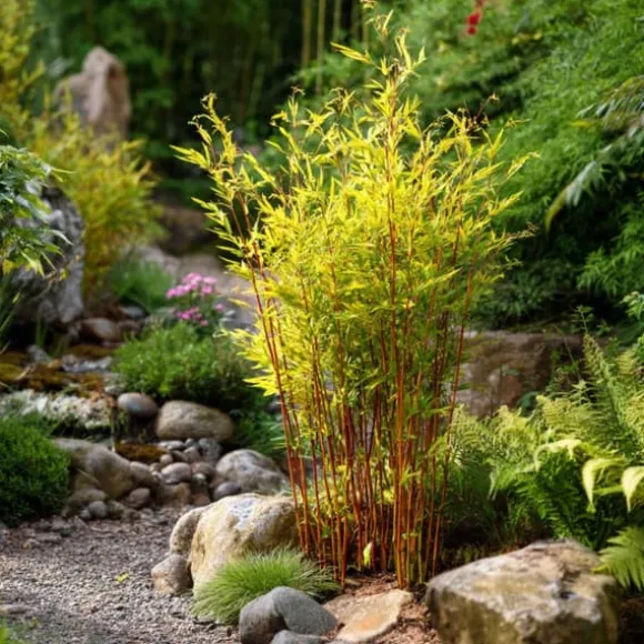 Sort bambus - Sæt med 12 - Fargesia nitida 'Red Dragon' - Højde 60-80cm - ⌀17cm