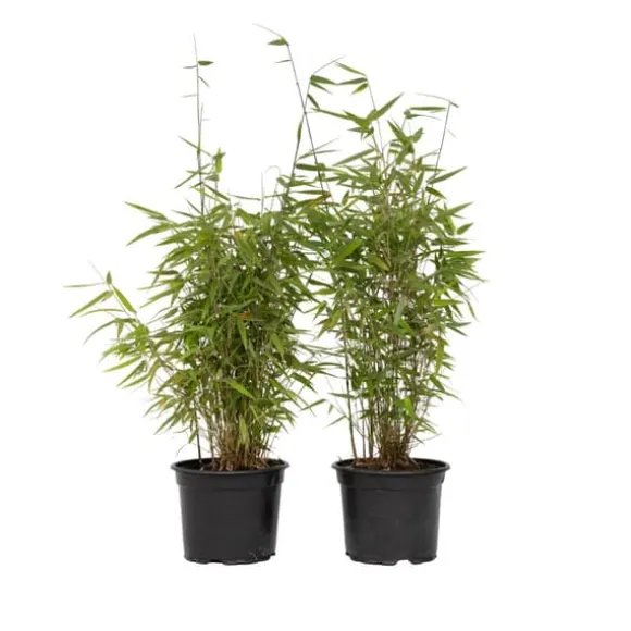 Sort bambus - Sæt med 4 - Fargesia nitida 'Red Dragon' - Højde 60-80cm - ⌀17cm