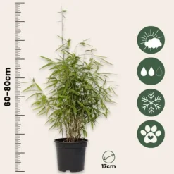 Sort bambus - Sæt med 4 - Fargesia nitida 'Red Dragon' - Højde 60-80cm - ⌀17cm