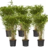 Sort bambus - Sæt med 6 - Fargesia nitida 'Gansu' - Højde 50-70cm - ⌀17cm