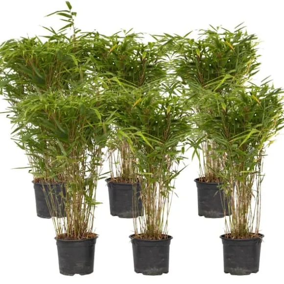 Sort bambus - Sæt med 6 - Fargesia nitida 'Gansu' - Højde 50-70cm - ⌀17cm